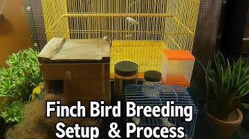 Zebra Finch Bird Breeding Setup | Finch Breeding Tips in Hindi | Finch Pair Breeding Guide#feedycare