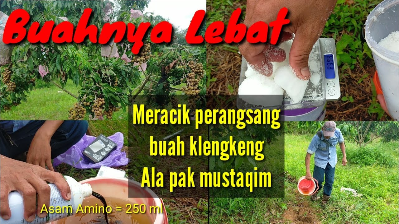 Membuat booster kelengkeng ala Pak mustaqim berbuah lebat@kopiinspirasi8193
