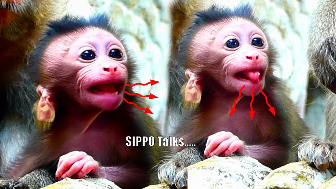 Super Fun & Cute🥰... Newborn baby monkey SIPPO acting the cutest mouth ...