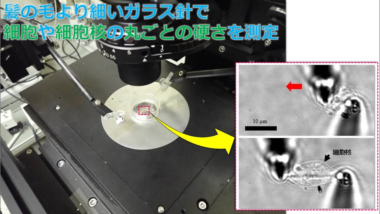 大変形時の細胞や細胞核丸ごとの硬さ評価技術​ - YouTube
