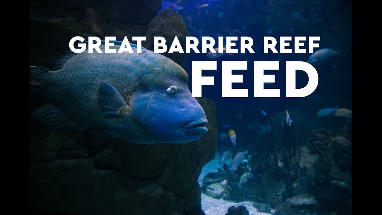 National Marine Aquarium Live Videos Ocean Conservation Trust Ocean Conservation Trust