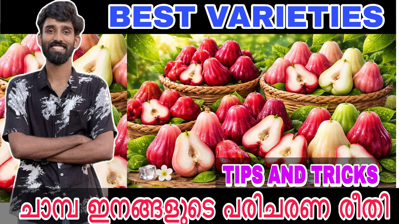ചാമ്പ ഇനങ്ങളുടെ പരിചരണ രീതി | Best varieties | Tips and tricks | water apple Jawa apple 