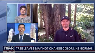 Tree Leaves May Not Change Color Like Normal