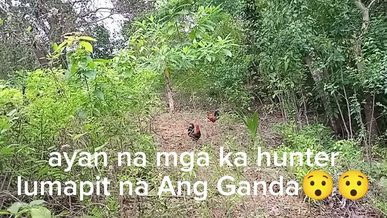 Ayaw pa lumaban ng aking pangati, sayang Hindi nahuli😯🐓😌nakaka walang gana naman.