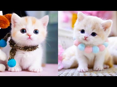 ❛ cute cat  Cute cats and dogs, Cute baby cats, Baby cats