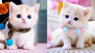 Baby Cats  Cute and Funny Cat Videos Compilation #42 | Aww Animals