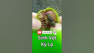 cây bẫy kẹp và sinh vật kỳ lạ 😲😲😲  #câybẫykẹp  #câybắtmồi