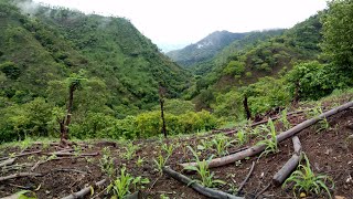 Vamos a la milpa del campo 503.part 2