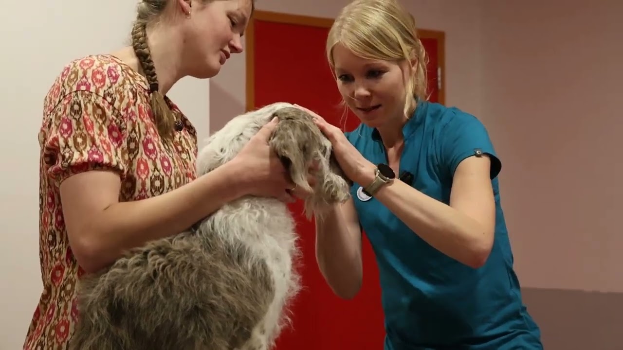 Een bezoek aan onze kliniek - samenvatting