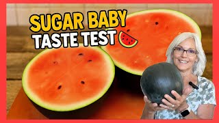 Sugar Baby Watermelon 🍉 | Growing, Harvesting & Tasting This Sweet Mini Melon How To Pick A Mini Watermelon