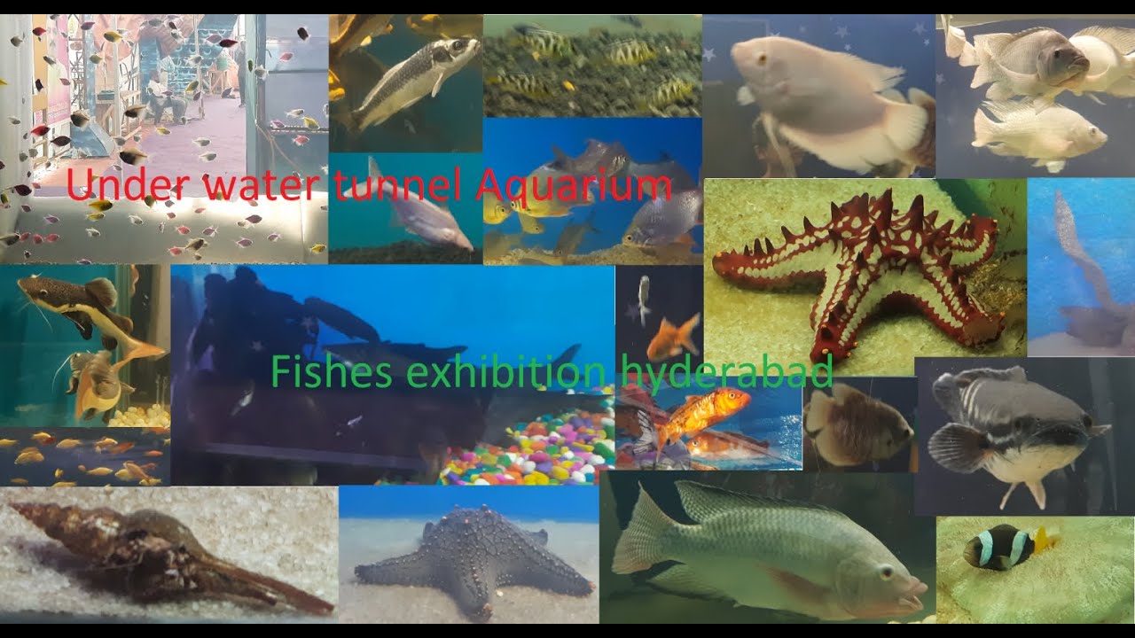 Under water tunnel aquarium fishes exhibition Hyderabad