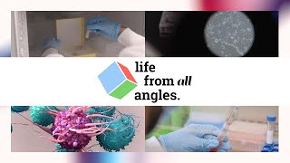 Stem Cell Differentiation Could Lead to Lifesaving Treatments | Life From All Angles