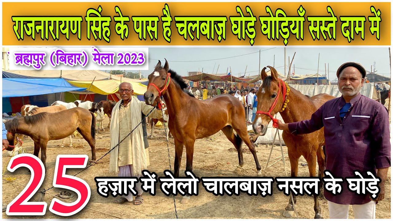Раджанараян Сингх продает лошадей и кобыл породы Кхагария за 25 000 рупий, а также лошадей породы...