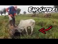 Cachorro encontrou o bezerro - Tradição 100%