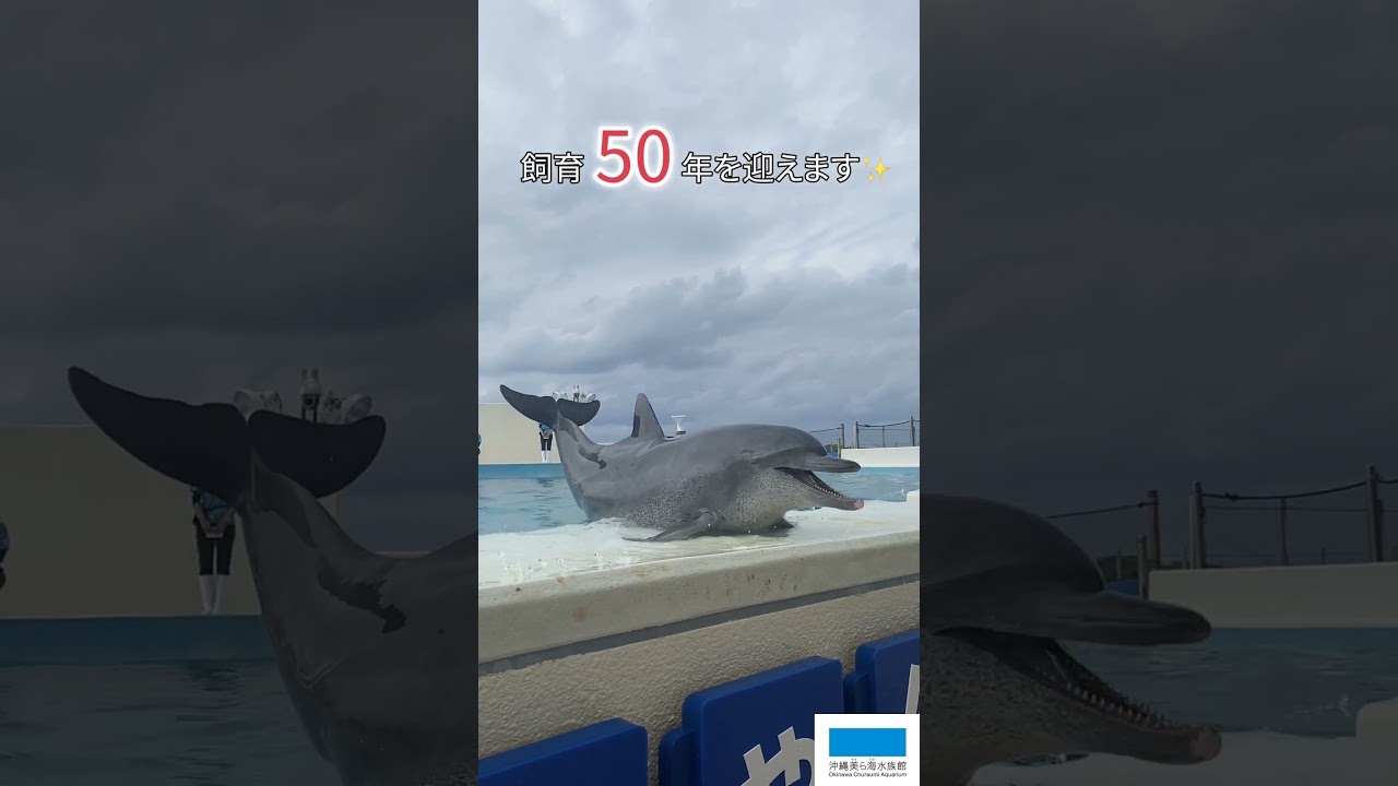 ミナミバンドウイルカ「オキちゃん」「ムク」飼育50周年イベント！？