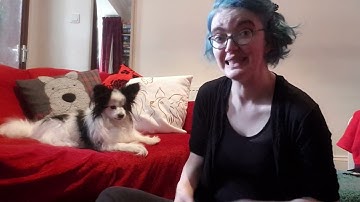 How to teach a nose target in scentwork for dogs - the basics