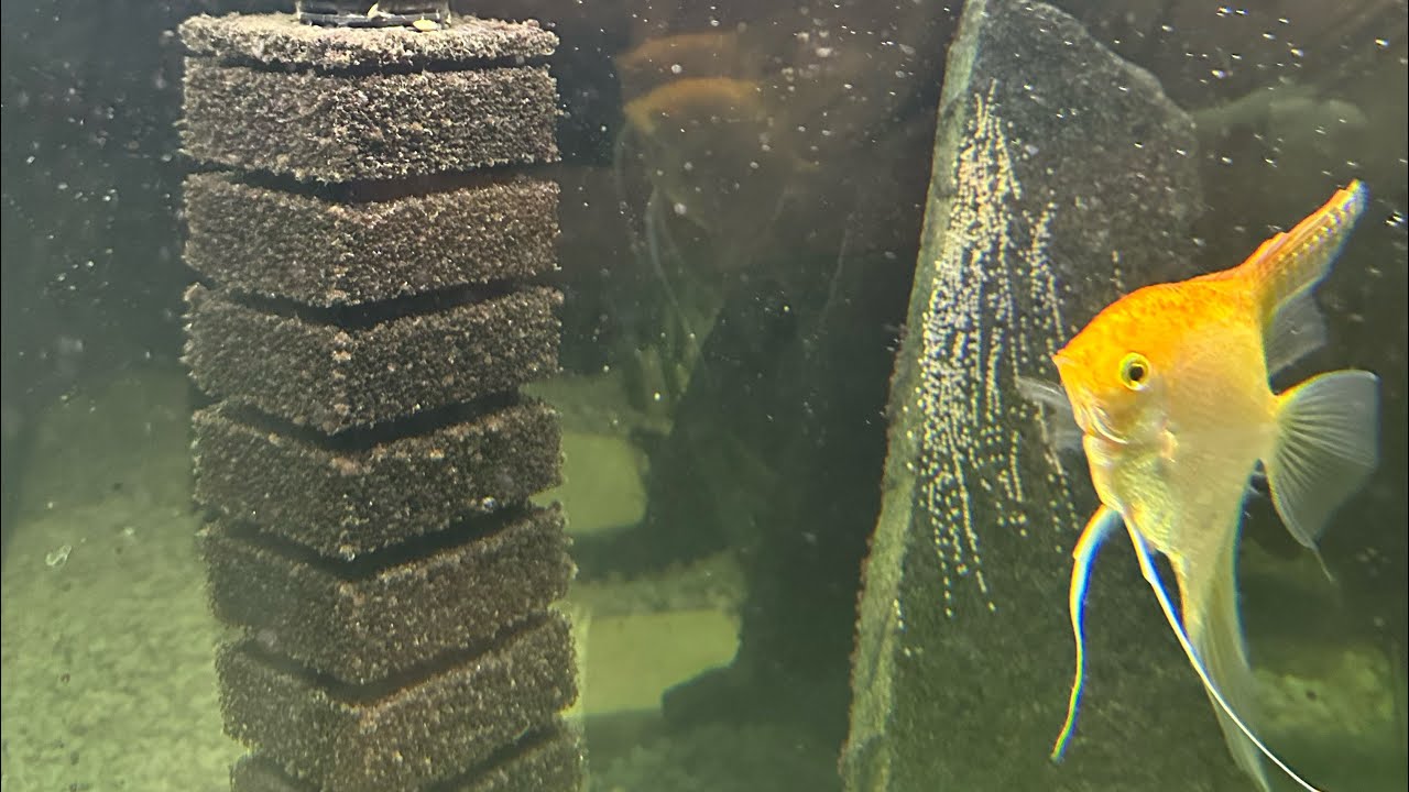 More angelfish eggs along with Molly babies. Freshwater Community tank