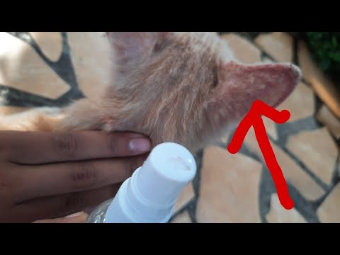 Video: Cara Mengobati Rambut Rontok dan Gatal pada Anjing Karena Ragi yang Terlalu Aktif