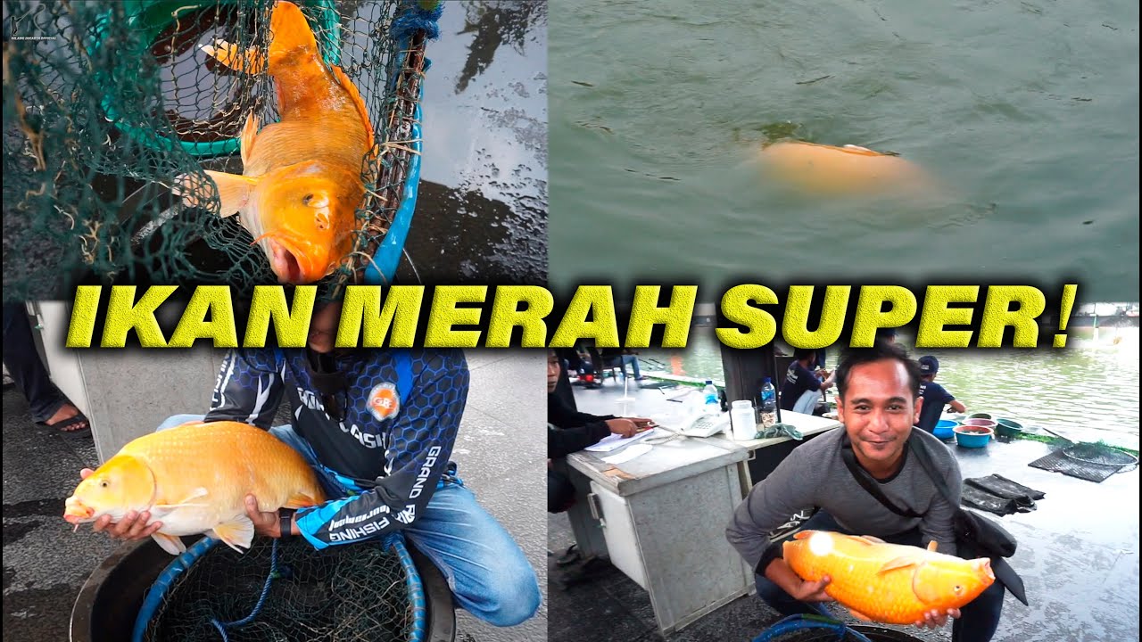 BABON BABON MERAH NAIK DI TIRTA GADOG BOBOSO!!