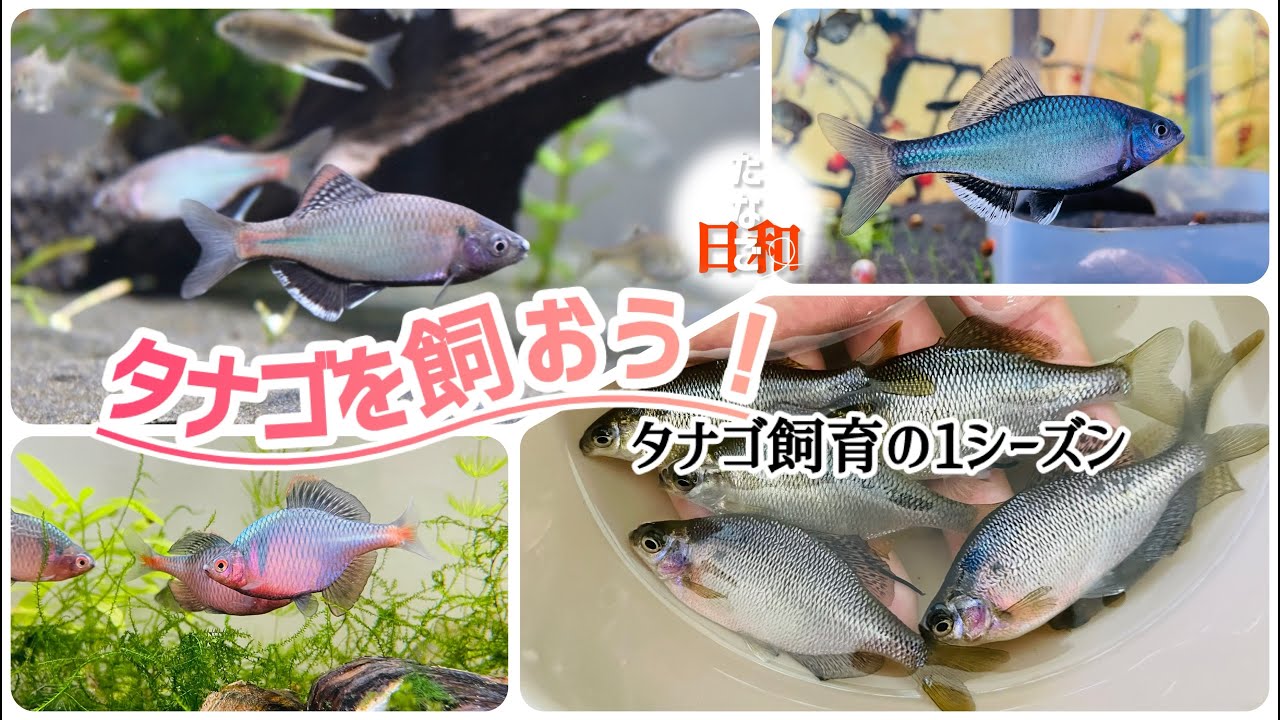 タナゴを飼おう！タナゴ飼育の1シーズン - YouTube
