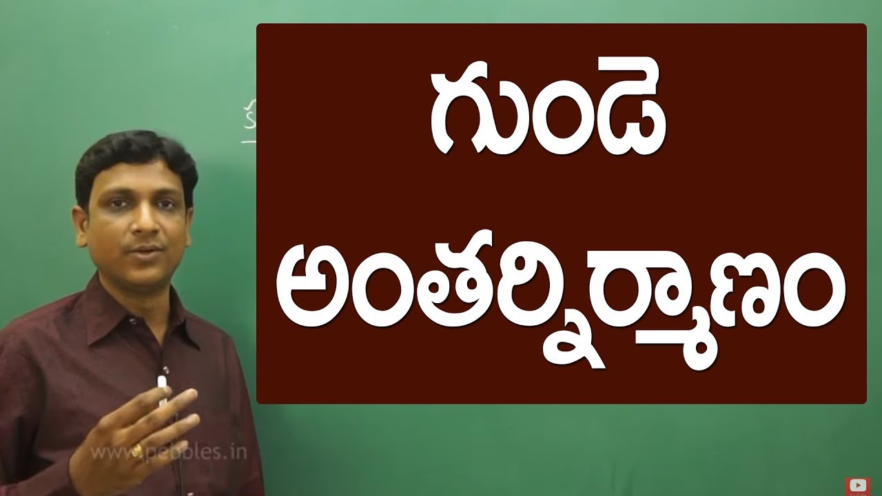 గుండె అంతర్నిర్మాణం | Internal structure of heart | Class 10 biology in telugu