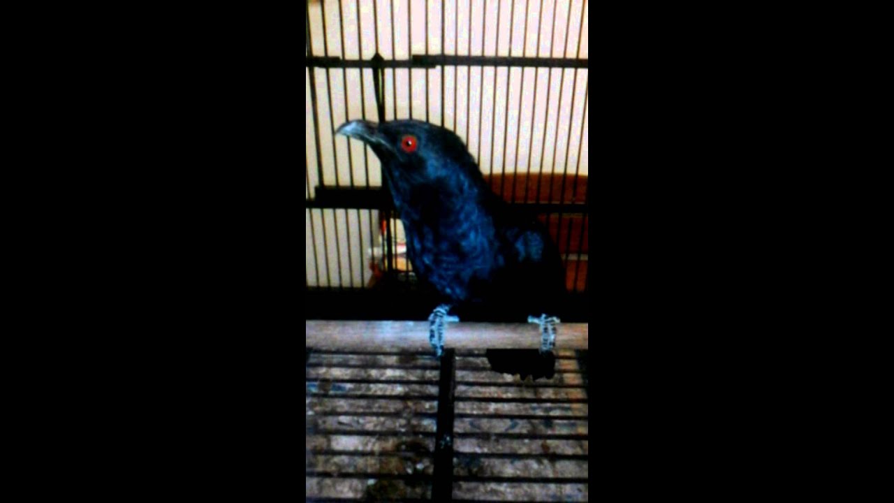 Burung Tuwu Jinak Gacor Youtube