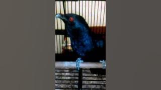 Burung tuwu jinak & gacor