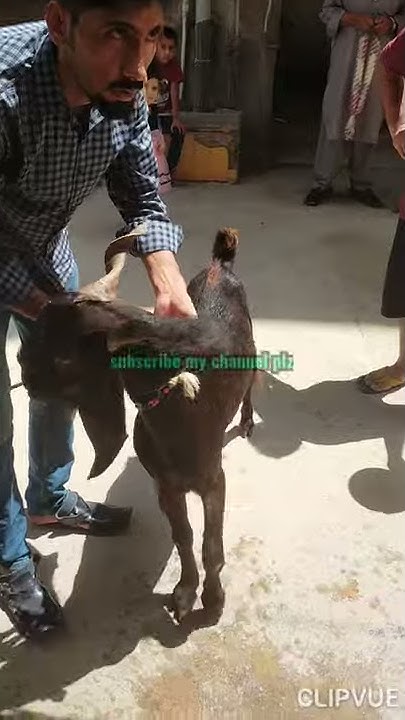 goat-cutting-skills-how-to-remove-goat-skin-youtube