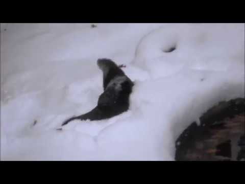 River otter playing