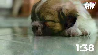 Celebrity Calm 2 Minute Toothbrushing Timer for Kids | Cute Puppies with Fun Music Wealth