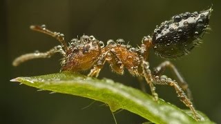 BBC планета муравьев