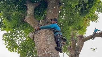 Het zagen van een gigantische palissanderboom in O Mon, Can Tho. Hightech boomzagen