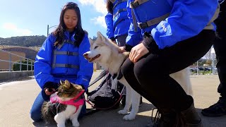 Go Kayaking With Rosie The Rescue Cat And Her Best Pal, Lilo The Dog
