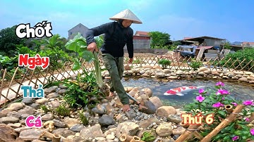 Không Cần Chờ Nước Đẹp Đã Có Cách Để Chốt Ngày Thả Cá Koi Lên Bể Mới / Quế Nghịch
