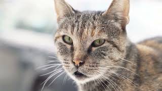 Dealing with FearBased Aggression in Cats: Tips for a Harmonious Relationship