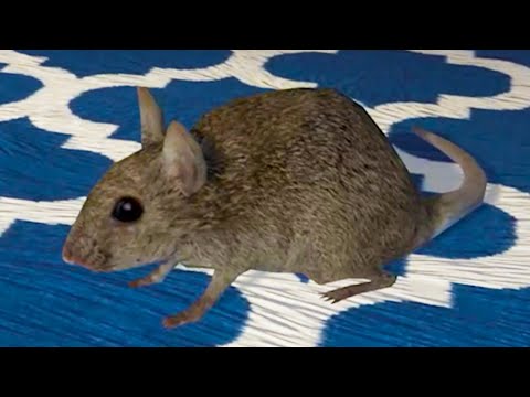 Видео: Симулятор Крысы #1 Кид спасает крысят Rat Simulator на пурумчата