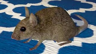 Симулятор Крысы #1 Кид спасает крысят Rat Simulator на пурумчата