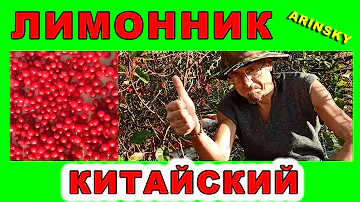 Мой допинг - Лимонник Китайский!