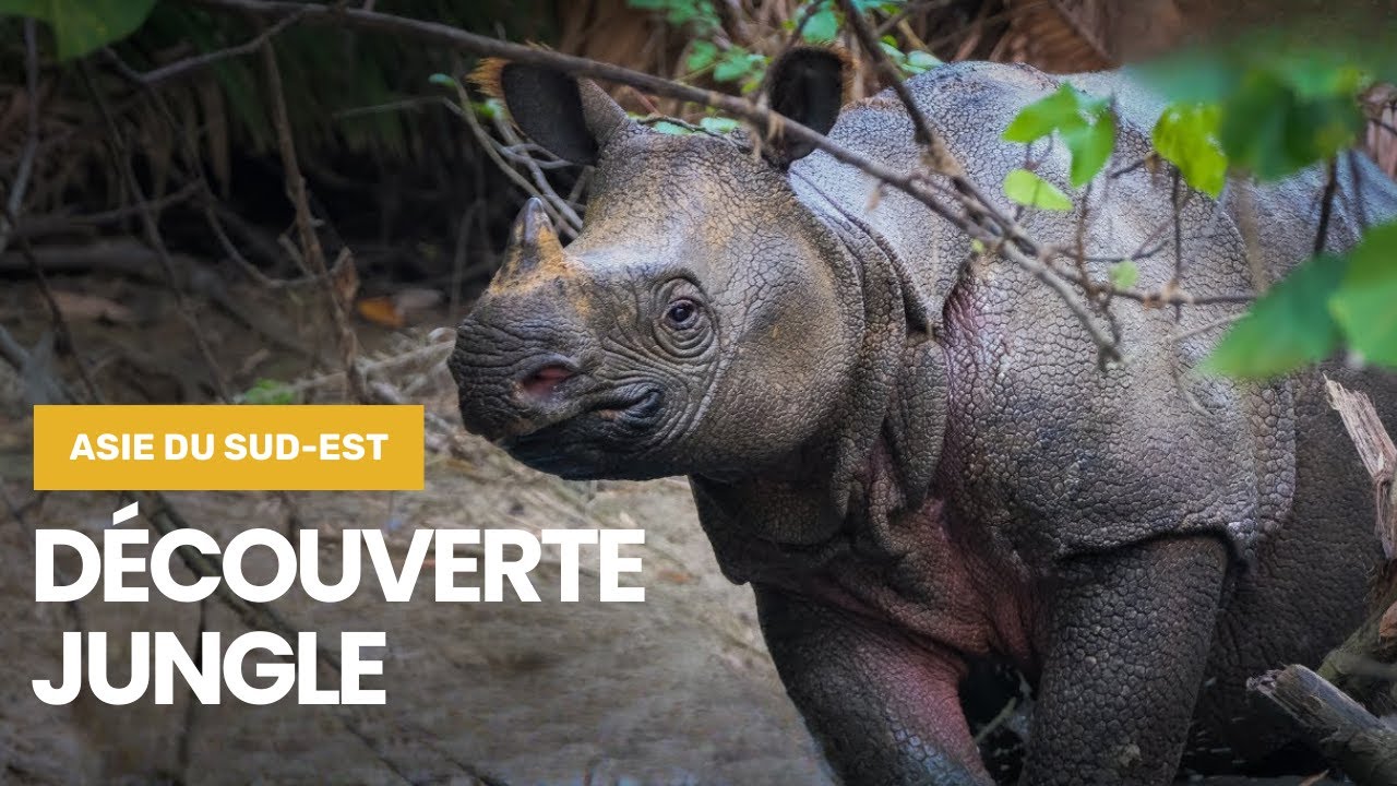 Voyage au Cœur des Forêts Tropicales d’Asie du Sud-Est  Faune, Flore et Aventures Sauvages