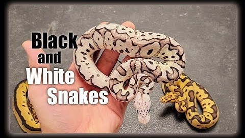 Axanthic Clown Ball Python Clutch and 2022 Breeding Plans
