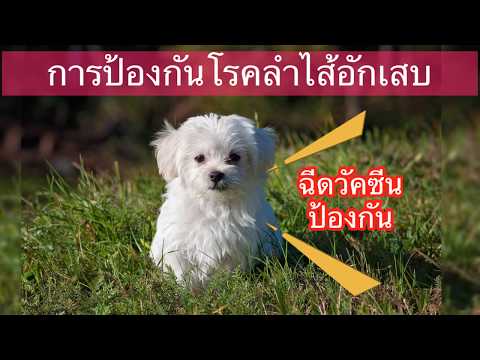 วีดีโอ: การติดเชื้อ Parvovirus ในพังพอน