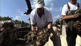 Restoring Oyster Reefs in Chesapeake Bay: Sea Grant Documentary
