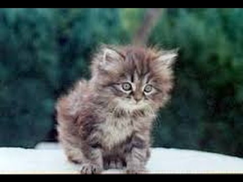 Petit Chaton Persan Decouvre La Maison Youtube