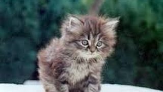 Comment brosser mon chat persan ? Tigris - YouTube