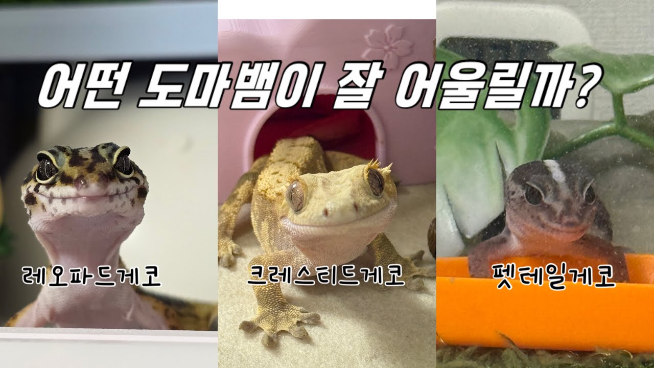 예비 도마뱀 집사들은 꼭 봐야 할 영상 | 레오파드게코 | 크레스티드게코 | 펫테일게코 |gecko ep.10