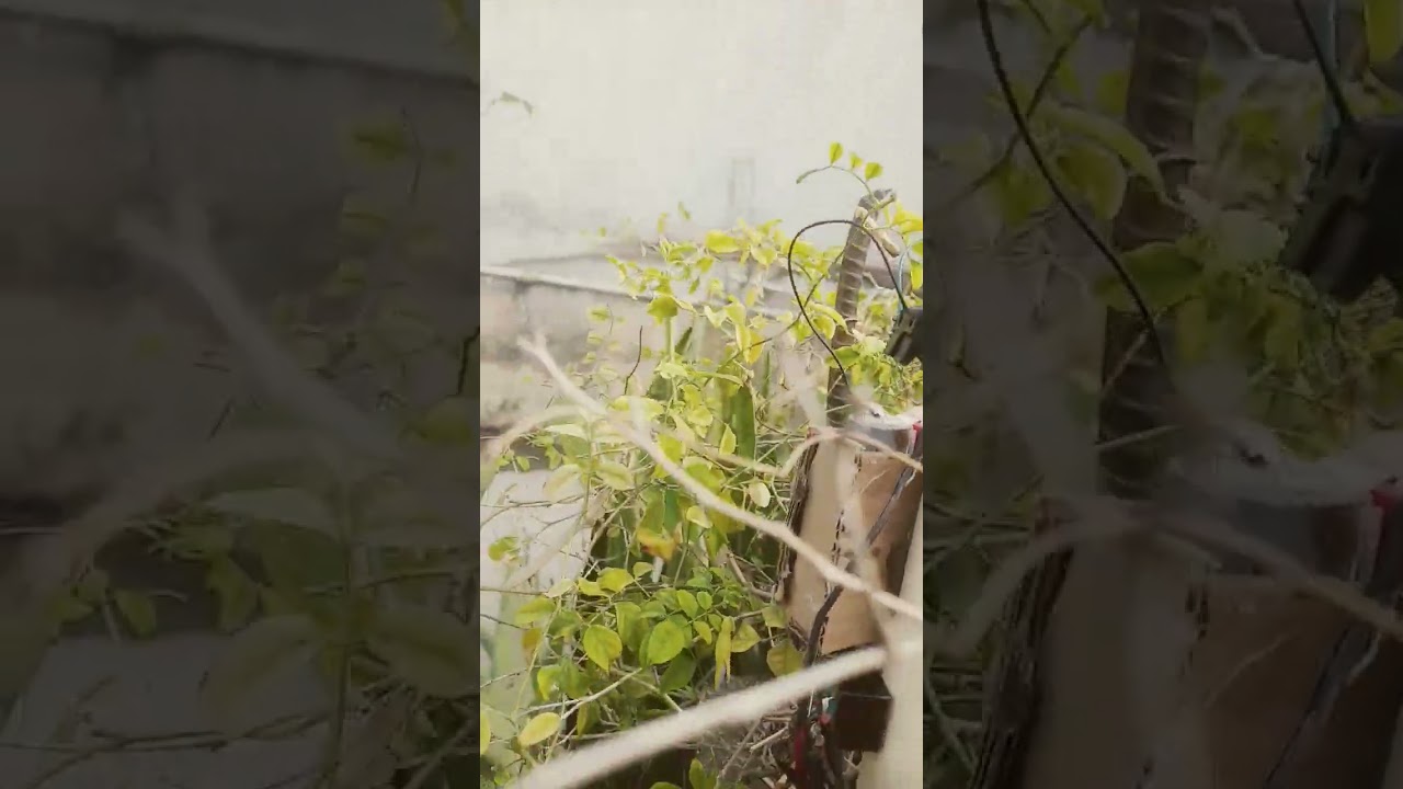 automatic solar street lamp🔋