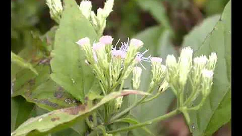 Jackna Bush & its health Benefits