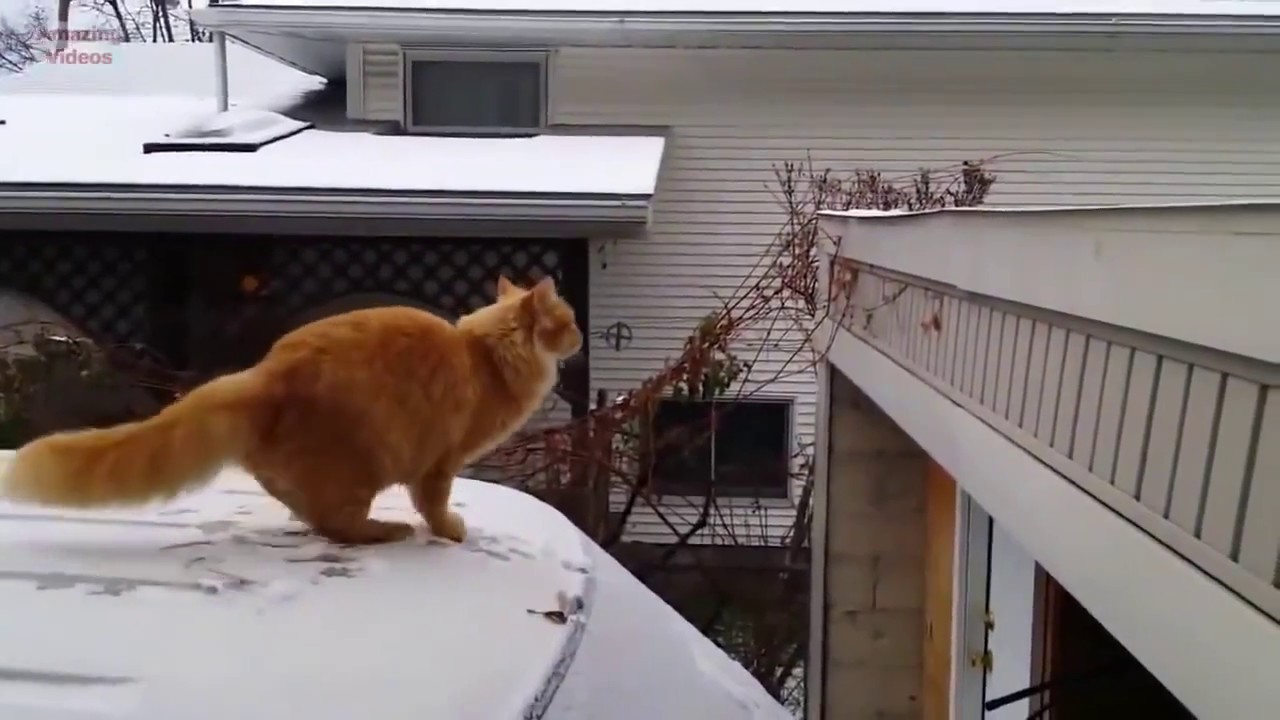 O MELHOR VÍDEO DE GATOS PULANDO E CAINDO! IMPOSSÍVEL NÃO RIR KKKKKK ...