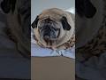 Aqui temos um caso raríssimo: a Sigiruga 🐢🐶 metade pug, metade tartaruga.❤️
