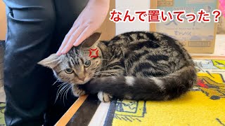 お家に置き去りにされて飼い主が帰宅した瞬間ブチギレてしまった猫